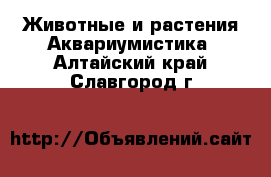 Животные и растения Аквариумистика. Алтайский край,Славгород г.